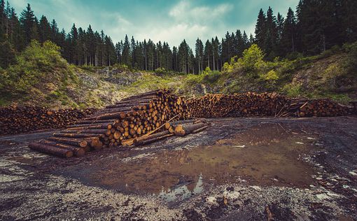 Депутаты снова хотят пустить украинский лес на продажу