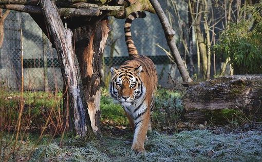 В зоопарке тигр откусил палец годовалому ребенку