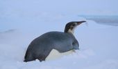Императорский пингвин заглянул к "Академику Вернадскому". Фото | Фото 10