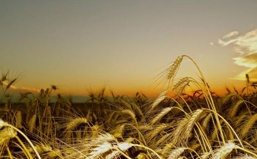Украинские селекционеры вывели уникальный сорт пшеницы