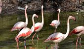 Розовые фламинго снова на своих летних озерах. Фото | Фото 10