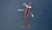 Дроны и наука: полярники изучают китов с неба | Фото 3