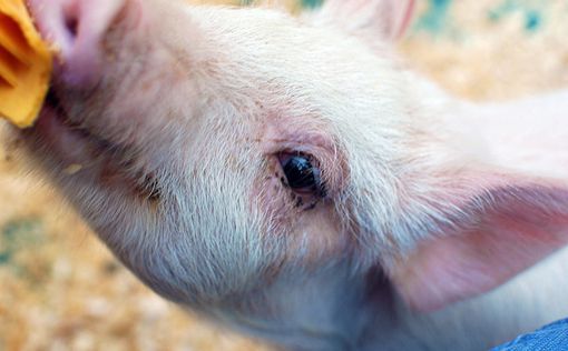Китай почав антидемпінгове розслідування щодо свинини з ЄС