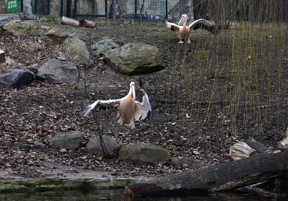 Пелікани повертаються на озеро - в Україну прийшла весна! Фото