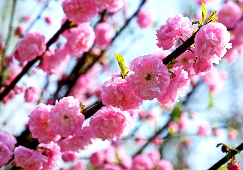 Бегемотик Лили – особый "цветочек" апрельского Киевзоо. Фото