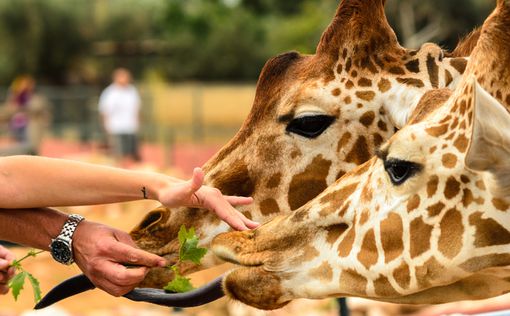 В зоопарке Тайваня жираф умер от страха