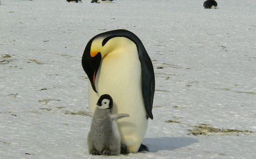 Імператорські пінгвіни можуть зникнути до 2100 року | Фото: pixabay.com