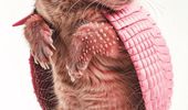 Нейромережа створила гібриди кішок та інших тварин. Фото | Фото 10