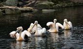 Пеликаны возвращаются на озеро – в Украину пришла весна! Фото | Фото 8
