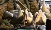 All-inclusive для пеликанов – теплый дом, вкусные карасики и бассейн. Фото | Фото 1