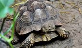 Самые известные черепахи Украины переехали на летнюю фазенду. Фото | Фото 4