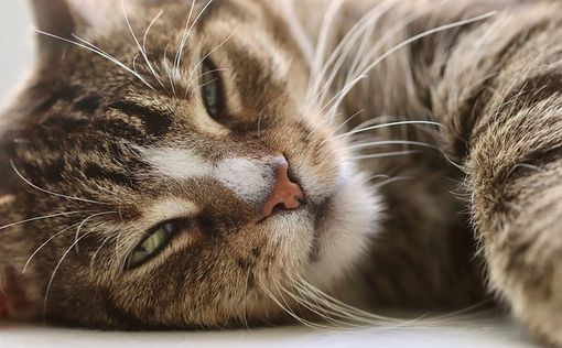 Справжній прорив: вчені нарешті зрозуміли, як муркотять коти