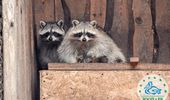В Одесском зоопарке выбрали пару года. Фоторепортаж | Фото 2