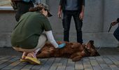 Ветеринары-волонтеры из Киева спасают животных на фронте – фото | Фото 4