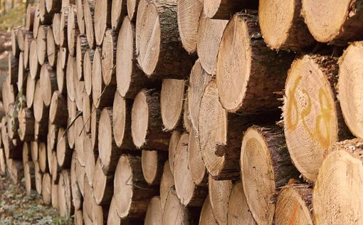 ​​​​​​​В Украине запретили продавать дрова на экспорт