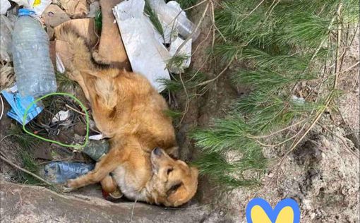 Под Макаровым в Киевской области нашли избитую и заминированную собаку
