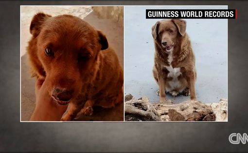 Самая старая собака в мире отмечает 31-й день рождения