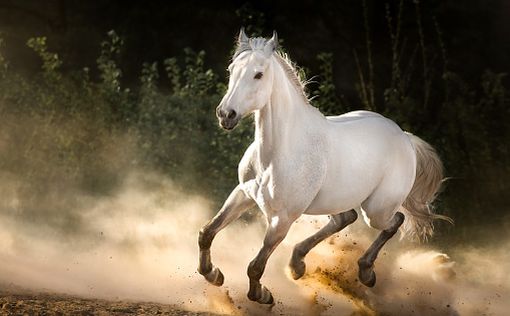 Киевский ипподром приглашает на соревнование лошадей. Вход бесплатный