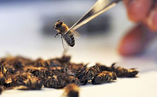 Инфекция из Азии губит пчел в Крыму