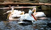 Пелікани повертаються на озеро - в Україну прийшла весна! Фото | Фото 4