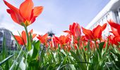 У Києві починають квітнути тюльпани: перелік локацій | Фото 9