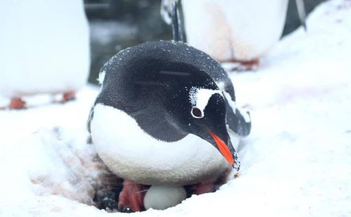 Пингвины снесли яйца | Фото: facebook.com/AntarcticCenter