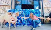 Картины свиньи-художницы Пигкассо продали за $1 млн. Фото, видео | Фото 22