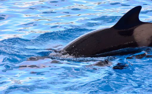 На австралийский пляж выбросилась сотня китов: половина погибла