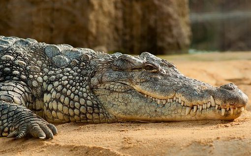 Ученые обнаружили первый известный случай “непорочного зачатия” у самки крокодил