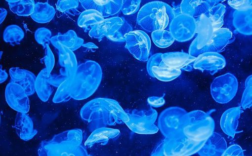 Море в Одессе заполонили тысячи опасных медуз