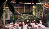 Сезонный отдых фламинго открыт! Фото, видео | Фото 11