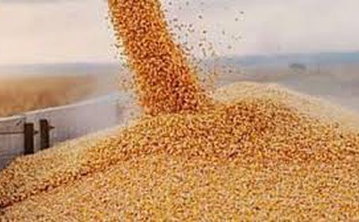 Вопреки войне: в Украине растет экспорт зерновых
