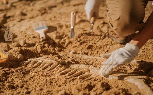Шотландец выкопал на заднем дворе кости дельфина возрастом восемь тысяч лет