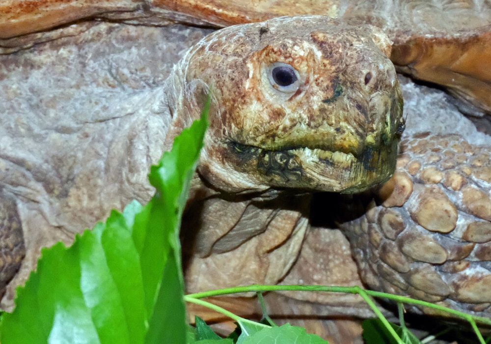 Самые известные черепахи Украины переехали на летнюю фазенду. Фото