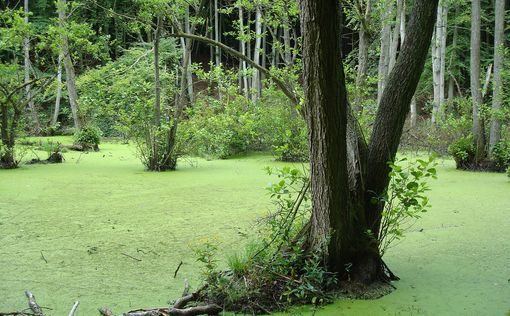 У Чорнобильському заповіднику почали відновлювати болота | Фото: pixabay.com
