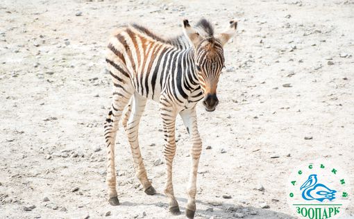 В Одесском зоопарке появился новый житель - детеныш зебры Гранта. Фото