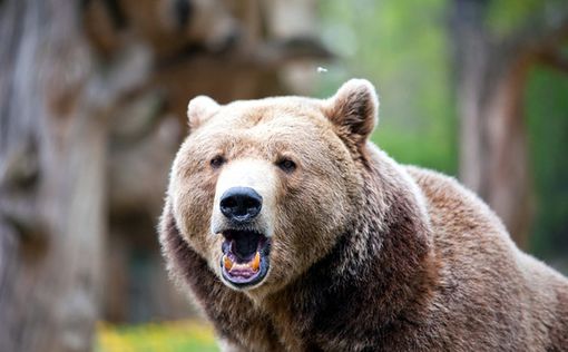 "Робововки" наводять жах на японських ведмедів