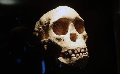Неандертальцы вымерли из-за секса, а не борьбы