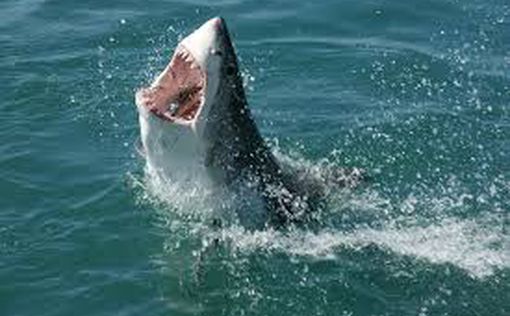 Підліток дивом пережив напад акули