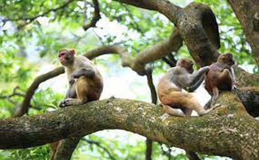 Атаки обезьян в Японии: один из членов "банды" ликвидирован