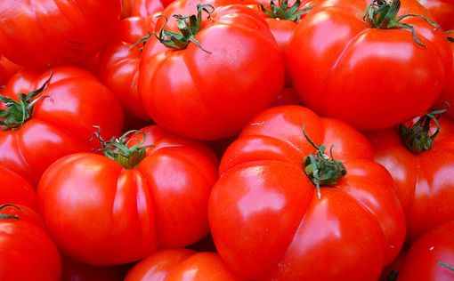 В Украине дорожают тепличные помидоры