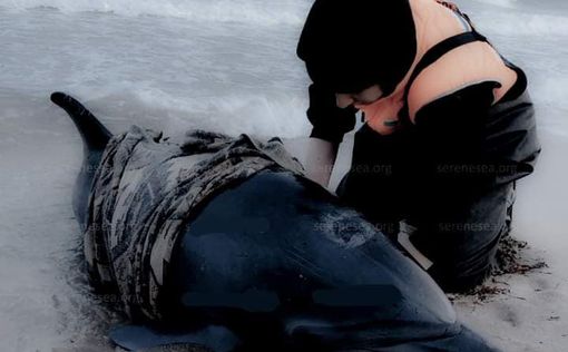 У воєнному березні 2024 року в Чорному морі загинули десятки дельфінів. Фото