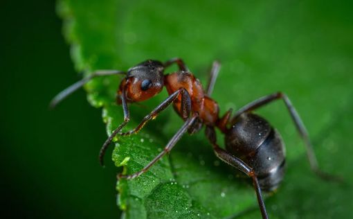 20 квадриллионов - ученые подсчитали количество муравьев, обитающих на Земле