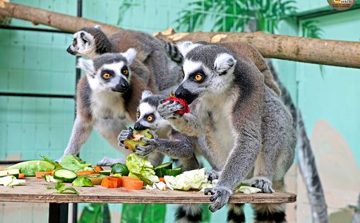 Бебибум в Киевском зоопарке: в семье лемуров растут пятеро детенышей. Фото | Фото: КМДА