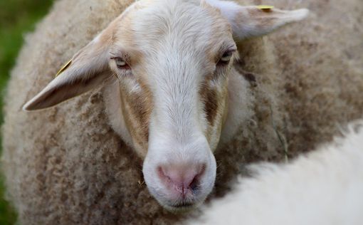 У Греції стадо овець з'їло 100 кг марихуани