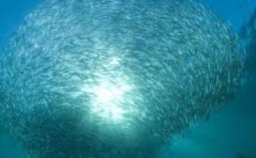 Риби вимирають через зміни клімату, а міграція прискорює зникнення