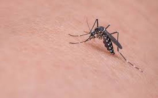 Ученые раскрыли причину мутаций "супер-комаров"