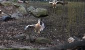 Пелікани повертаються на озеро - в Україну прийшла весна! Фото | Фото 1
