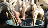 All-inclusive для пеликанов – теплый дом, вкусные карасики и бассейн. Фото | Фото 3