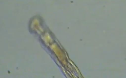 Открытие ученых: червь ожил после 24000 лет, проведенных во льду